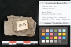 Foto (Objekt + Etikett) von Echitonium obovatum  (NHMW-GEO-2024-0188-11435)